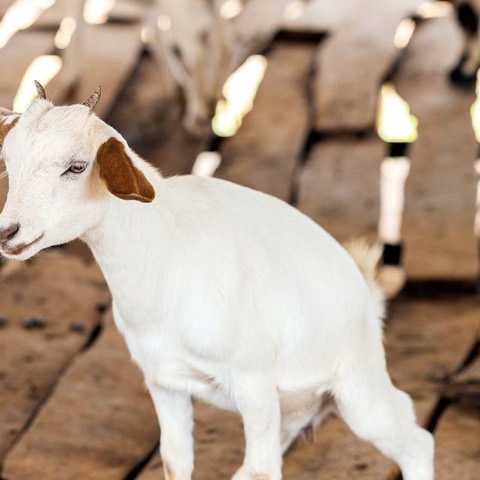 Cardi G, a goat on Hashem's Farm