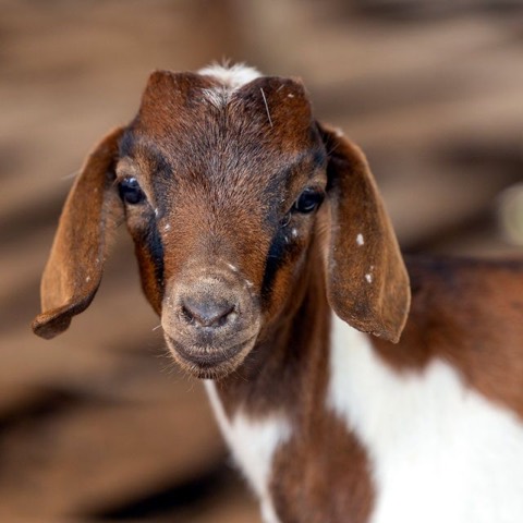 Hashem, a goat on Hashem's Farm