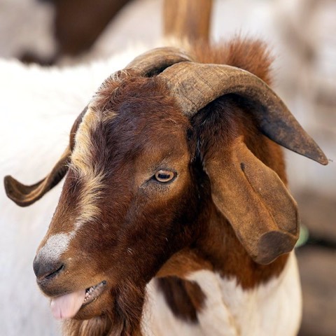 Hish the goat, a goat on Hashem's Farm