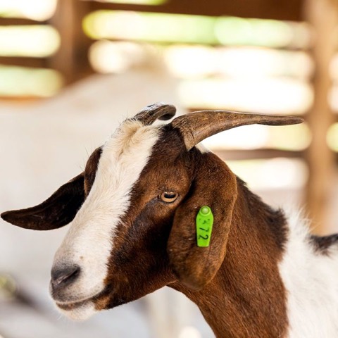 Kate, a goat on Hashem's Farm