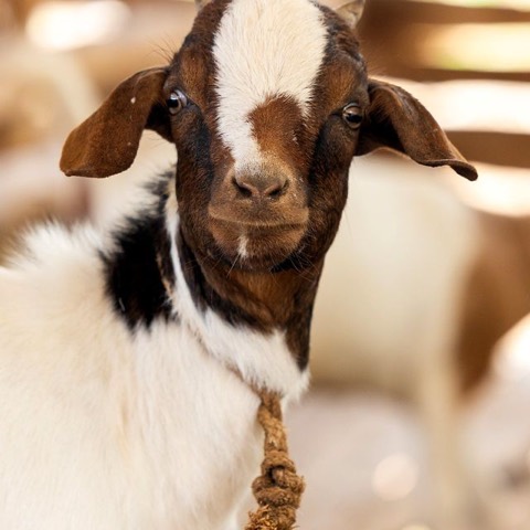 Miley, a goat on Hashem's Farm