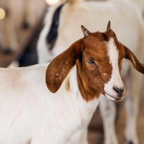 Nabila, a goat on Hashem's Farm