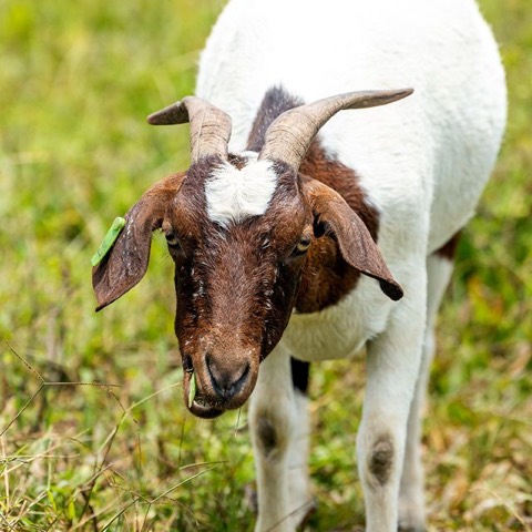 Nicki, a goat on Hashem's Farm